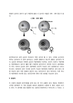 인간발달의 유전적 기초(유전의 기제, 임신의 유전적 기초, 우성유전인자와 열성유전인자, 성의 결정, 쌍생아)-6