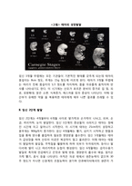 태아기 발달단계(태내발달과정)-2