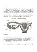 [태아발달] 태아기 발달단계-3