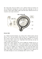 [태아발달] 태아기 발달단계-4