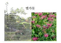 [원예학, 허브학]베르가못(벨가못)-4