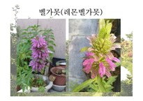 [원예학, 허브학]베르가못(벨가못)-9