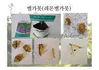 [원예학, 허브학]베르가못(벨가못)-10