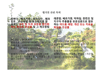 [원예학, 허브학]베르가못(벨가못)-20