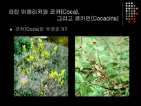볼리비아와 콜롬비아의 코카 정책 비교 볼리비아 코카인 콜롬비아 코카인-4