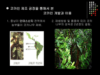 볼리비아와 콜롬비아의 코카 정책 비교 볼리비아 코카인 콜롬비아 코카인-5