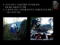 볼리비아와 콜롬비아의 코카 정책 비교 볼리비아 코카인 콜롬비아 코카인-7