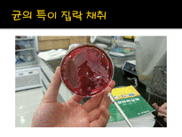 미생물 실습 미생물 검사 목적 미생물 검체 도착 균 배양 균의 특이 집락 채취-7