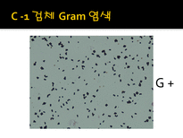 미생물 실습 미생물 검사 목적 미생물 검체 도착 균 배양 균의 특이 집락 채취-11