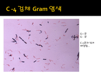 미생물 실습 미생물 검사 목적 미생물 검체 도착 균 배양 균의 특이 집락 채취-13