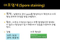 미생물 실습 미생물 검사 목적 미생물 검체 도착 균 배양 균의 특이 집락 채취-14