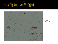 미생물 실습 미생물 검사 목적 미생물 검체 도착 균 배양 균의 특이 집락 채취-16