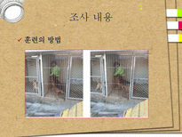 애견훈련학교 실태조사-7
