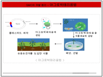자연과학 GMO 득과 실-13