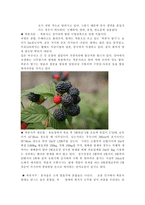 자연과학 술 조사 문배주 복분자주 가시오가피주-3