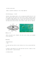 원생 생물의 관찰 예비보고서-4