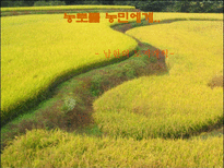 한국현대사 남한의 토지개혁-1
