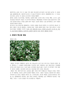 작가 이효석과 메밀 꽃 필 무렵-15