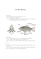붕어 해부 예비보고서-1