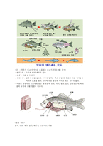 붕어 해부 예비보고서-2
