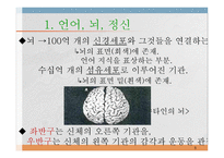 언어와 심리 신경언어학과 심리언어학-5