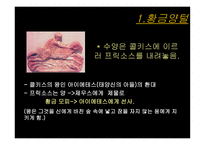 이아손과 아르고 호의 선원들-4