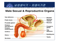 사회과학 성의 해부학-2