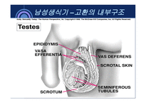 사회과학 성의 해부학-3