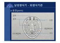 사회과학 성의 해부학-4