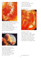생명의 시작 -생명의 시작과 관점 및 사회 속에 묻어있는 생명-6