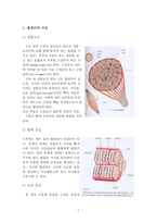예체능 골격근에 대하여-1