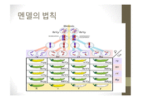 근대생물학의 탄생과 성장 분류학 해부학 진화학 유전학 생태학 생물지리학-12