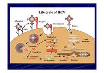 의약학 Hepatitis-7