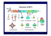 의약학 Hepatitis-17