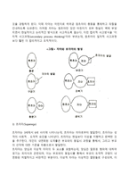 프로이드의 정신분석이론과 에릭슨의 심리사회적이론의 주요내용 및 차이점을 설명하고, 인간발달과 관련하여 두 이론이 주는 시사점을 서술하시오-5