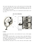 [태아발달단계] 태내기 발달단계-4