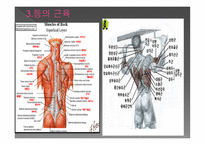 경락으로 다스릴 수 있는 인체와 근육-18