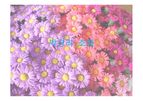 박경리 - 조화 레포트-1