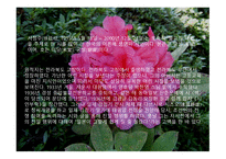 [서정주의 석남꽃]-5