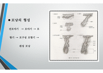 모발학 - 모발의 생태 영양-5
