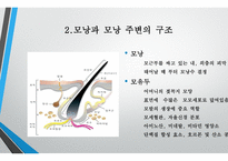 모발학 - 모발의 생태 영양-7