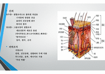모발학 - 모발의 생태 영양-10