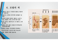 모발학 - 모발의 생태 영양-14