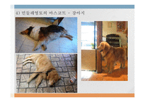민들레영토 기업 성공사례-12