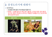 마케팅 관리 장생도라지 마케팅 분석-6