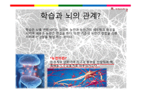 뇌의 이해교육심리학-6