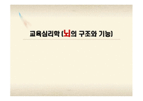 교육심리학 뇌의 구조와 기능-1