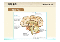 교육심리학 뇌의 구조와 기능-4