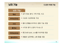 교육심리학 뇌의 구조와 기능-5