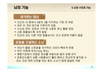 교육심리학 뇌의 구조와 기능-6